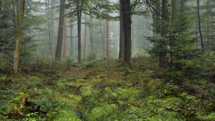 Fietsroute van de maand: De Friese Wouden