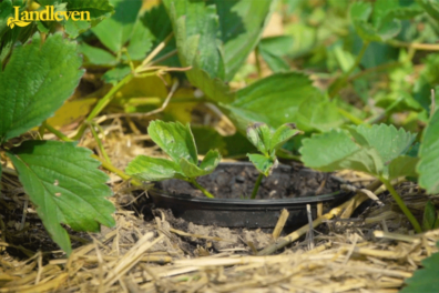 Aardbeien stekken