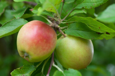 Vijf vragen en antwoorden over de appelboomgaard