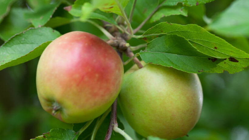 Vijf vragen en antwoorden over de appelboomgaard