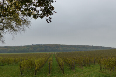 Wandelen langs wijnvelden in Groesbeek