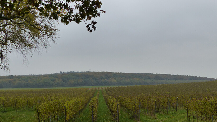 Wandelen langs wijnvelden in Groesbeek