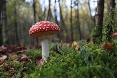 Welke paddenstoelen zijn eetbaar en welke zijn giftig?