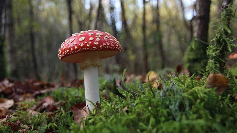 Welke paddenstoelen zijn eetbaar en welke zijn giftig?