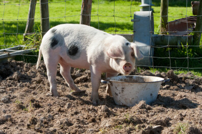 September: Weetjes over boerderijdieren