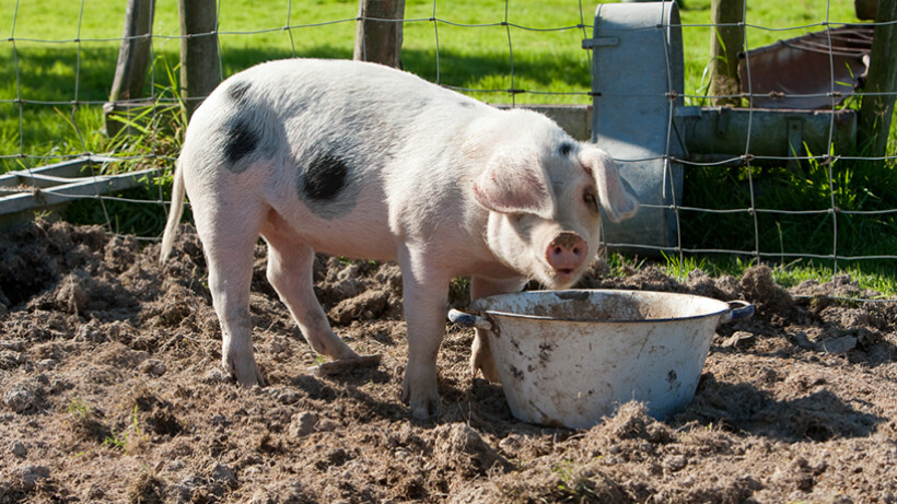 September: Weetjes over boerderijdieren