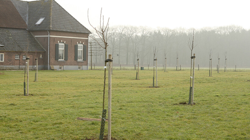 Tips voor aanleg van boomgaard