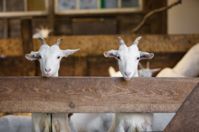 November: Weetjes over boerderijdieren