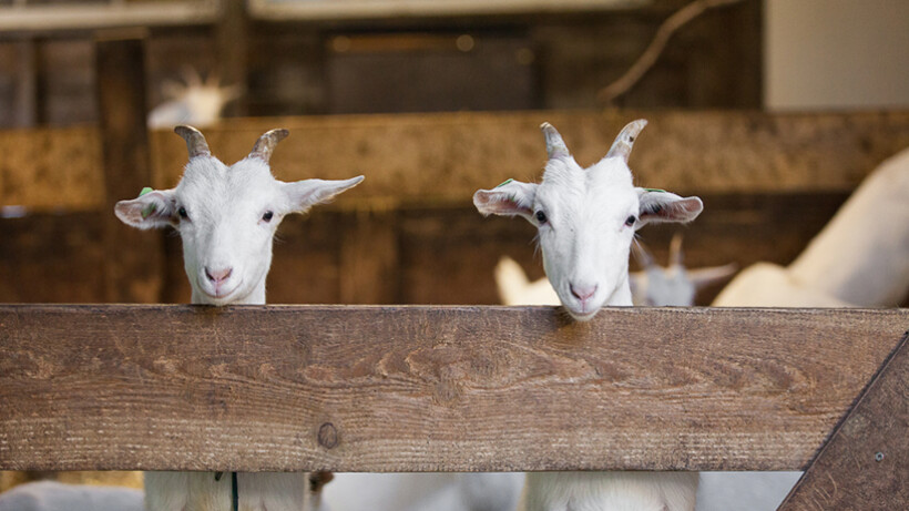 November: Weetjes over boerderijdieren