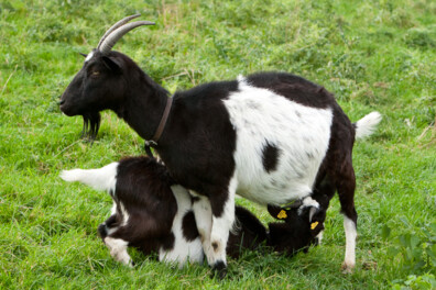 Oktober: Weetjes over boerderijdieren