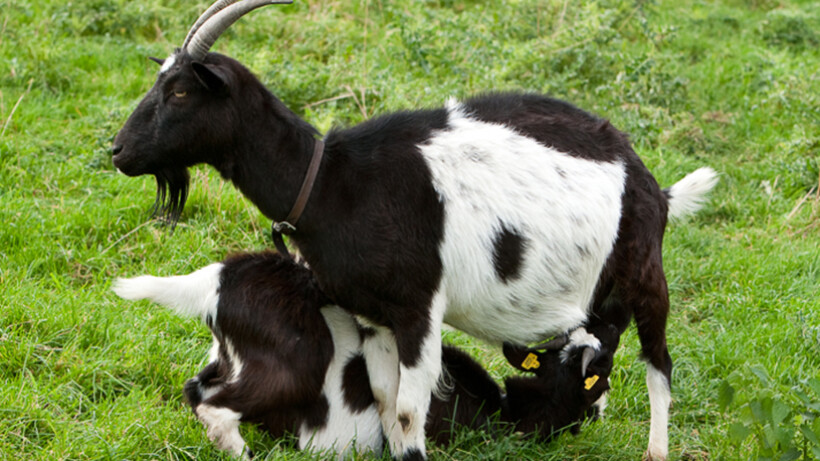 Oktober: Weetjes over boerderijdieren