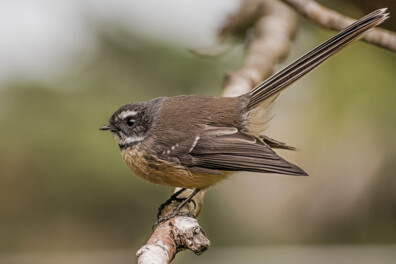 Vogels voeren: wat mag wel en niet?