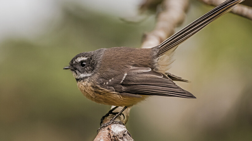 Vogels voeren: wat mag wel en niet?