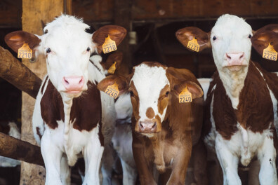 December: Weetjes over boerderijdieren