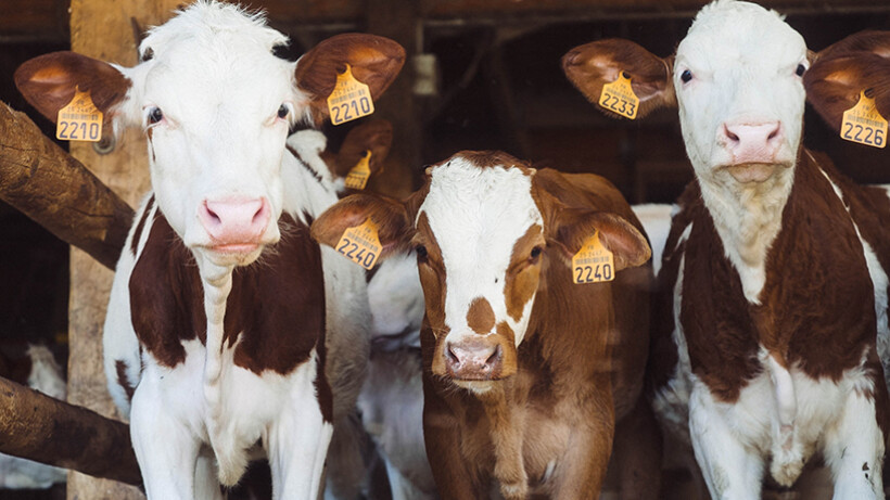 December: Weetjes over boerderijdieren