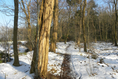 Wandeling van de maand: landgoedwandeling Laag Zuthem