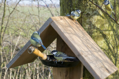 Maak een vogelvoerpan