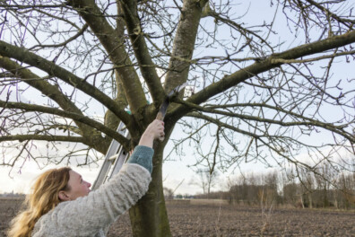 Leer fruitbomen snoeien