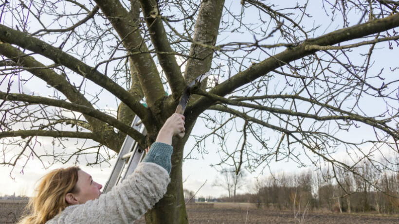 Lotte in de leer: fruitbomen snoeien