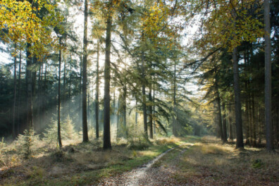 Wandeling van de maand: Groene Wissel Anloo