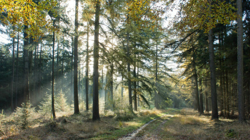 Wandeling van de maand: Groene Wissel Anloo