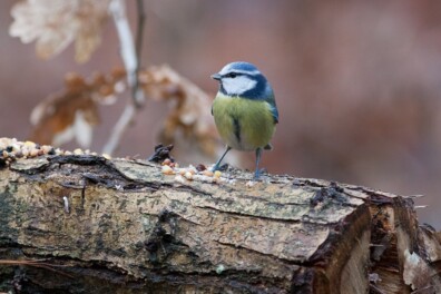 6 mythes over vogeltuinen ontkracht