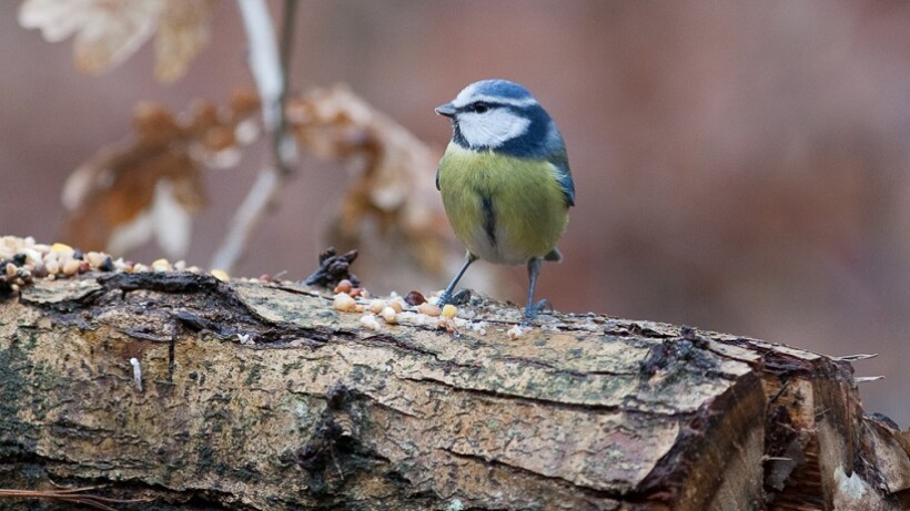 6 mythes over vogeltuinen ontkracht