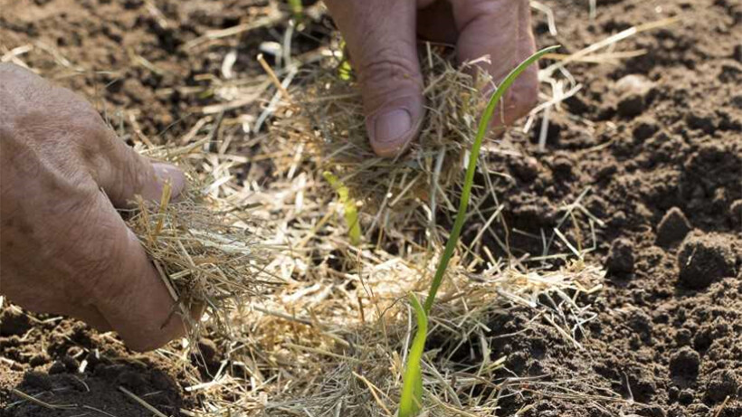 Sjefs tuintips: hoe krijg je een grote uienoogst?