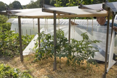 Sjefs tuintips: zo maak je een afdakje voor tomaten