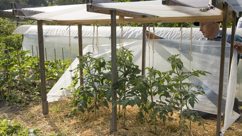 Sjefs tuintips: zo maak je een afdakje voor tomaten