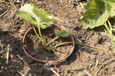 Sjefs tuintips: zo kweek je een nieuw bed aardbeien