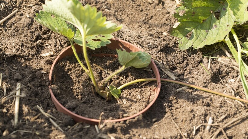 Sjefs tuintips: zo kweek je een nieuw bed aardbeien