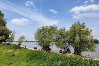 Wandeling van de maand: Trage Tocht Ewijk