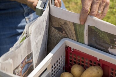 Sjefs tuintips: aardappelen bewaren