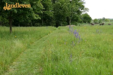 Verander je gazon in een bloemenwei