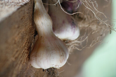 Last van slakken in de tuin? Gebruik knoflook