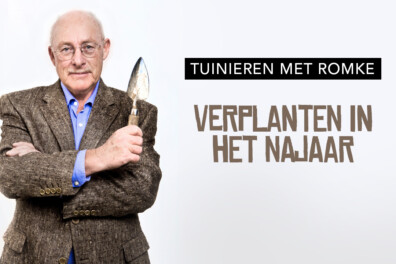 Verplanten in het najaar