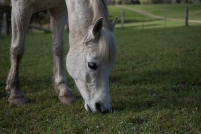 Voeding bij paarden