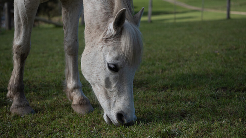 Voeding bij paarden