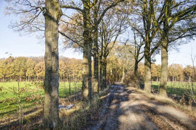 Fietsen over Brabants hoogveen