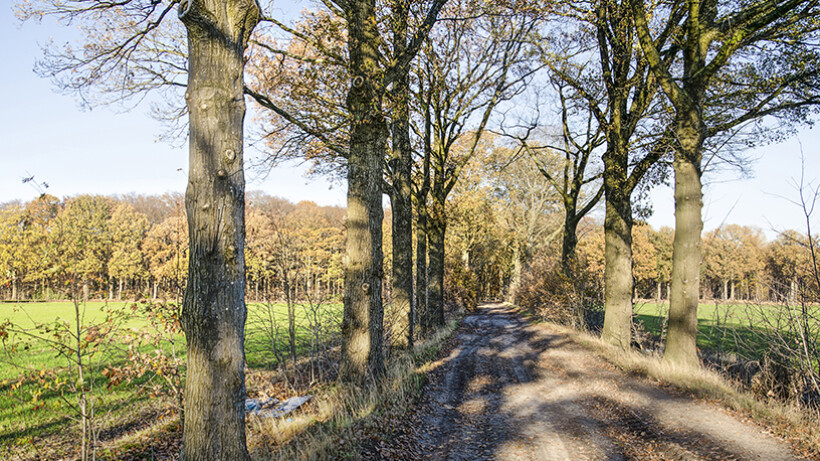 Fietsen over Brabants hoogveen