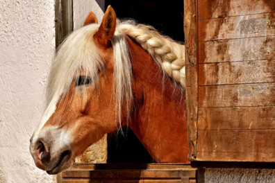 Stallen van een paard