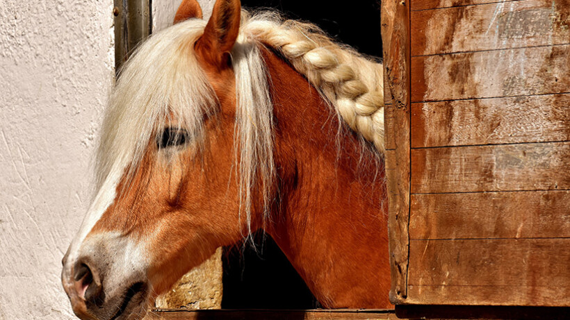 Stallen van een paard