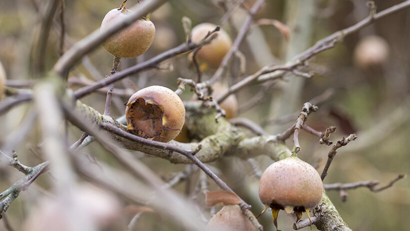 Mispels: rotte vrucht?