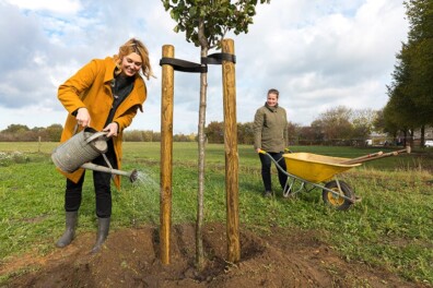 Hoe plant je een boom?