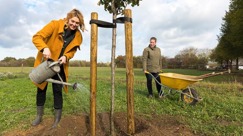 Hoe plant je een boom?