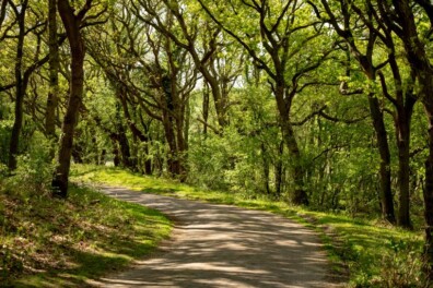 Fietsen door het Drentse Mantingerbos