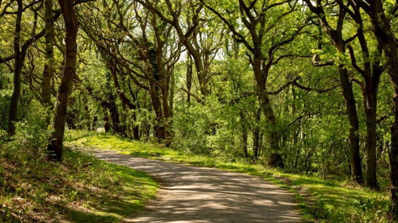 Fietsen door het Drentse Mantingerbos