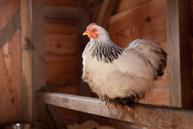 15 x meest gestelde vragen over de vogelgriep