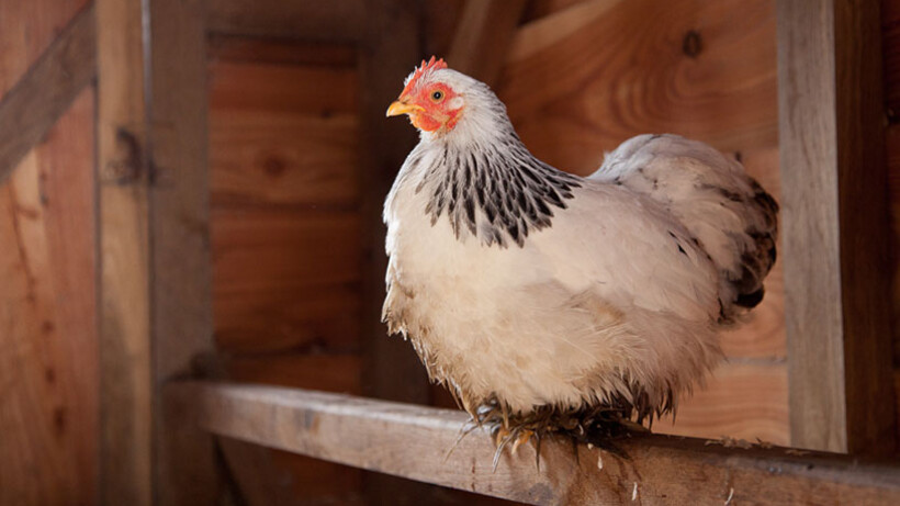 15 x meest gestelde vragen over de vogelgriep